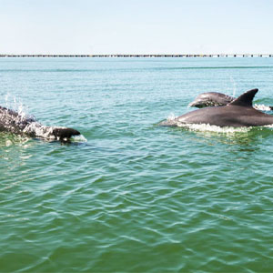 Dolphin Tours in Naples, Florida | FishyBizness Fishing Charters & Boat Tours in Naples, Florida
